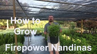 How to grow Firepower Nandinas Heavenly Bamboo with detailed description [upl. by Aivlys618]