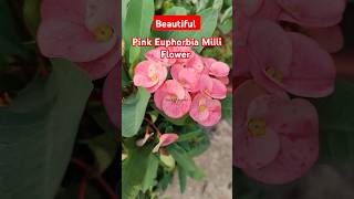 Pink Euphorbia Milli Flower  Crown Of Thorns  flower gardening [upl. by Tertius]