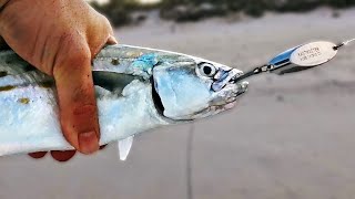 The BEST Pelagic Fish to Catch From the Beach [upl. by Sellig]