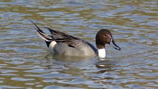 Pintail Duck Call Video Bird Songs Eastern North AmericaSounds of Nature [upl. by Idelia770]