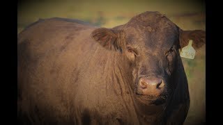 EAGLEHAWK ANGUS 2017 BULL SALE PREVIEW [upl. by Negyam]