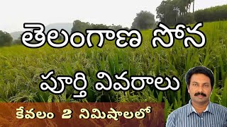 తెలంగాణ సోన  telangana sona  rnr 15048  rice variety  draw with vamsi  paddy variety [upl. by Dallon]