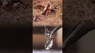 Eagle Vs rabbit 🐰 🦅 wildforest forestanimal yotubeshorts [upl. by Shaughn]