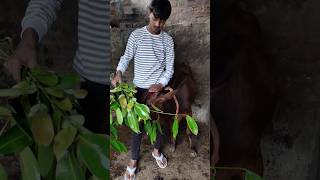 Ped Se Gir Gye😱 minivlog food shorts [upl. by Nath]