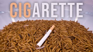 10 000 Mealworms vs CIGARETTE [upl. by Arley582]