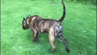 Presa Canario Male 13 Months sold in UK [upl. by Yznel120]