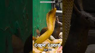 🐍 Cape Cobra Naja nivea 🐍 snake snakes venom cobra venomous [upl. by Hasila926]