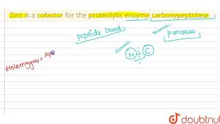 Zinc is a cofactor for the proteolytic enzyme carboxypeptidase [upl. by Bridge]