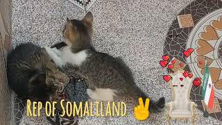 Reer Somaliland ✌️🕊️💪 Midnimo [upl. by Aisset]