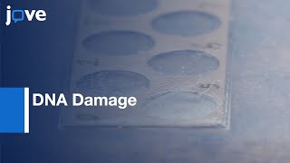 DNA Damage Evaluation Using Comet Assay  Protocol Preview [upl. by Nyvar255]