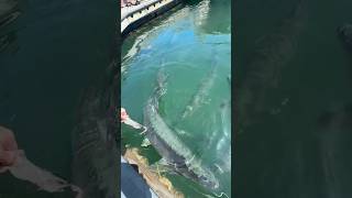 Tarpon feeding time tuna shark tarpon marina [upl. by Tally]