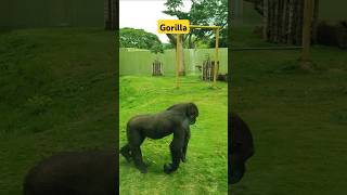 Wait for the end  Gorilla shorts entertainment gorilla zoo animals zooanimals mysorezoo [upl. by Eirrod634]