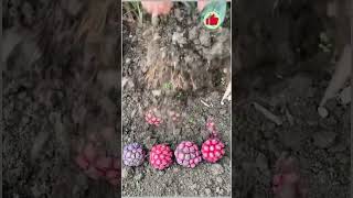 Coldresistant variety black tiger fruit seedlingsfruit seedling planting [upl. by Hadria]