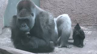 Mangabey Monkey Invites Silverback Gorilla to Play  1492922 [upl. by Dnalon91]