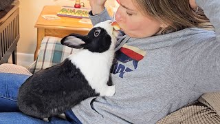 EATING AN APPLE IN FRONT OF A RABBIT [upl. by Carri]