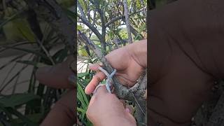 👍How to tie small branchescamping [upl. by Vezza]