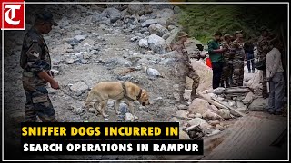 Sniffer dogs incurred in search operations at Samej in Shimla’s Rampur after cloudbursts [upl. by Adnopoz986]