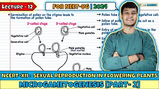 Lec 12 Microgametogenesis Part 2 Sexual Reproduction in Flowering Plants Class 12 [upl. by Alana]