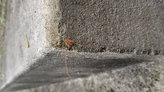 Orange daddy longlegs [upl. by Brigitta]