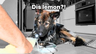 My Dogs First Reaction to Lemonade and Sparkling Water [upl. by Rogerio]