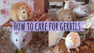 How To Care For a Pet Gerbil [upl. by Cristina451]