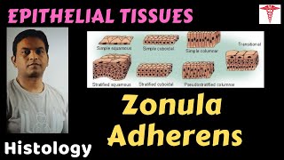 Histo – Epithelial T – Zonula Adherens  Dr Prashant Sharma [upl. by Gilpin]