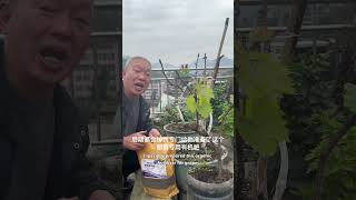 Special Organic Fertilizer for Grapes grape fertilizer organic rurallife garden plantingtips [upl. by Chilson145]