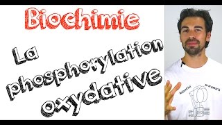 Cours de biochimie la phosphorylation oxydative [upl. by Johny]