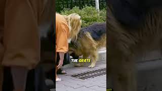 What Was This Dog Trying to Show Her realstories shortsvideo [upl. by Derek296]