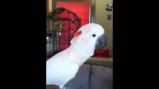 What a 5 Year Old Male Moluccan Cockatoo Sounds Like [upl. by Hael]