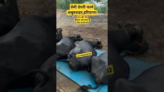 Best Cow and buffalofarm in haryana for sale and purchase dairyfarm cow buffalo dairyfarming [upl. by Saw945]