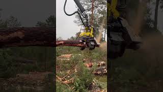 “Professional masteryIncredible forestry machine handling harvester forest viralvideo johndeere [upl. by Acinej457]