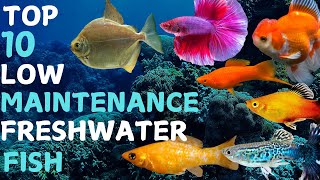 Top 10 Low Maintenance Freshwater Fish [upl. by Silirama68]