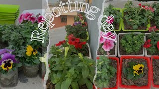 Seasonal flowers repotting day  Nepali gardener plants plantsforhome houseplants flowers [upl. by Lecram763]