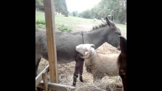 Video de mouton qui veut saccoupler avec une ânes [upl. by Godwin]