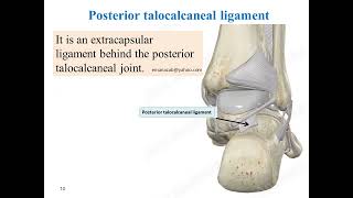 Anatomy of talocalcaneal ligaments postgraduate highlights [upl. by Dupuis484]