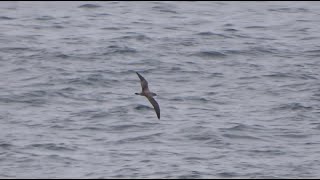 Corys shearwaters and Balearic for comparison  Kuhls amp Vale pijlstormvogels Spain 2022 [upl. by Cilegna]