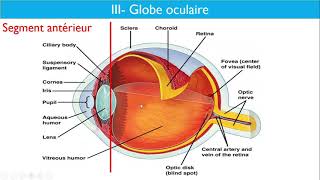 Anatomie de lappareil visuel  Dr Layadi CHU Bab El Oued [upl. by Jolda]