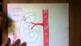 CIRCULACION RENAL [upl. by Biernat]