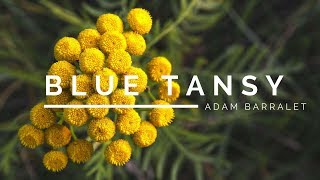 Blue Tansy  The Oil of Dreams [upl. by Lindner]