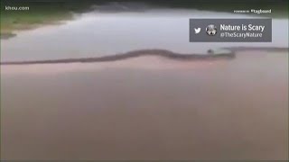 VERIFY Viral video claims to show 50foot anaconda [upl. by Kuth]