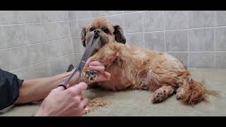 How to groom a ShorkieShihTzuYorkshire Terrierdog breed Full groom transformation fat deposit [upl. by Weissmann]