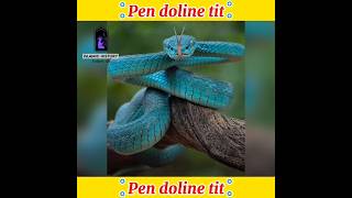 Pen doline tit facts islamichistory shorts [upl. by Sosthina385]