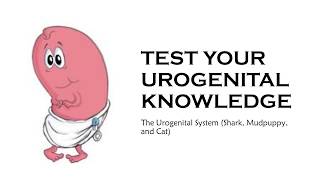 TEST YOUR UROGENITAL KNOWLEDGE shark mudpuppy cat [upl. by Oren]