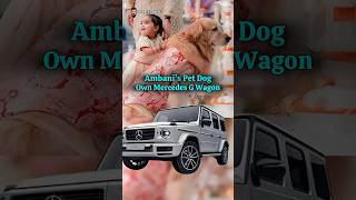 Rich Lifestyle of Ambani Family Pet Dog Happy anantambani radhikamerchant ambanifamily dog [upl. by Airdnax]