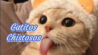 🐱 Gatitos Chistosos Parte 1🐱😂 [upl. by Noside5]