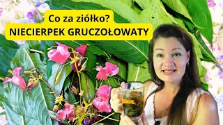 Doskonały na problemy ze skórą i włosami do przemywania oczu Jak zrobić herbatę i go stosować [upl. by Ardnaskela106]