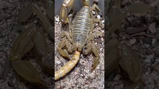 Yellow Fat Tail Scorpion Androctonus amoreuxi scorpions [upl. by Asim707]