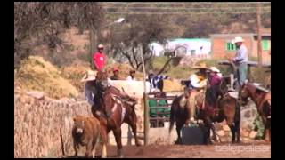 23  Lo Mejor de los Coleaderos  Jiménez del Teúl Zacatecas [upl. by Aisenet]