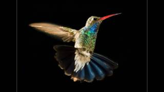 Pasarea Colibri  Lantul coliviilor audio hd [upl. by Melton177]